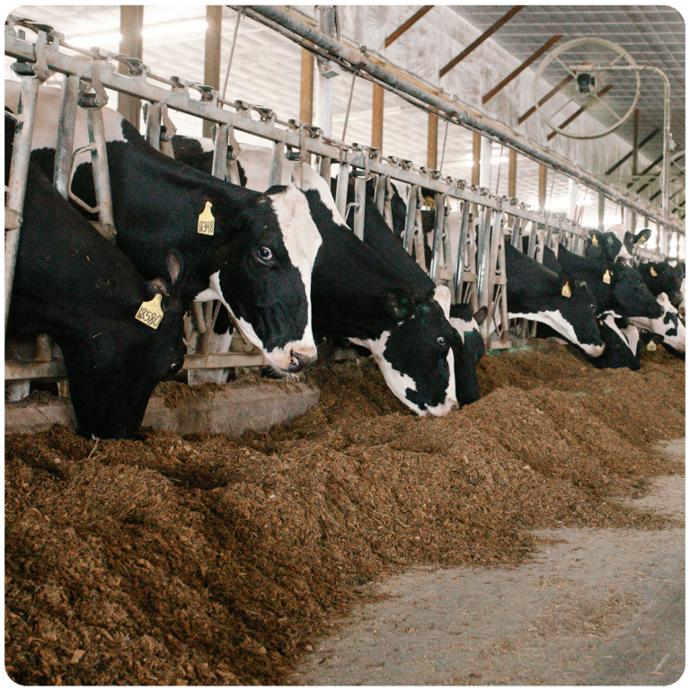 A row of holstein cattle grazing and feeding on soft piles of corn and grain mixture in a barn