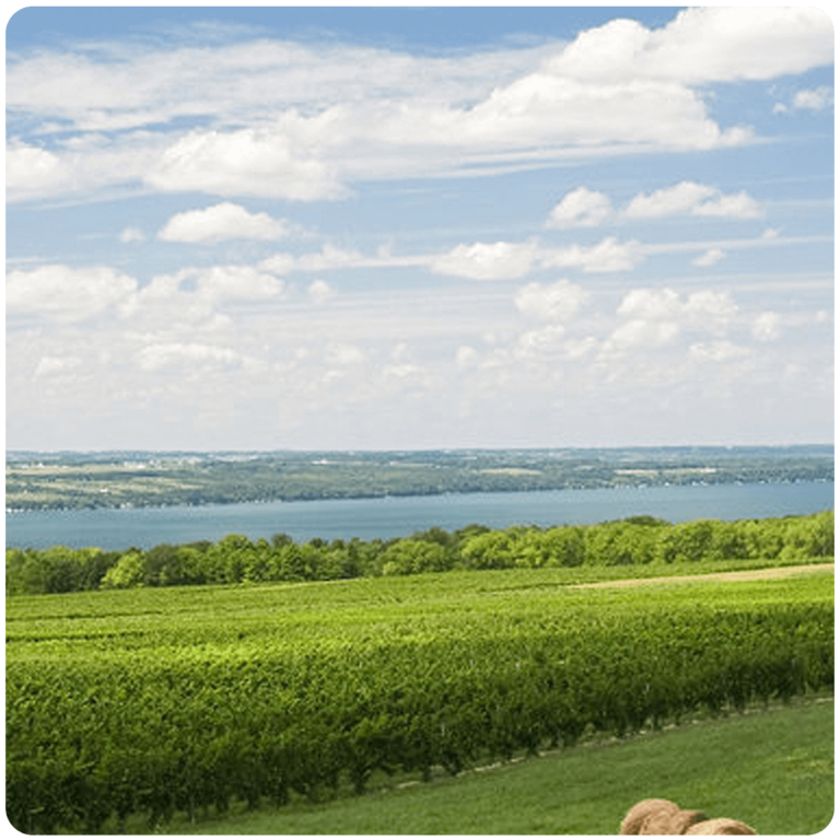 A landscape view of Cayuga lake, surrounded by rolling green hills, lush trees, and covered by blue skies with soft white clouds in Upstate New York