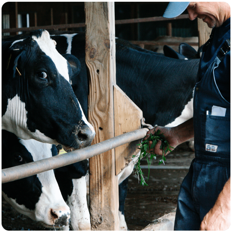 A farmer wearing blue overalls and a baseball cap smiles while he hands grass to a black and white cow in a freestall barn